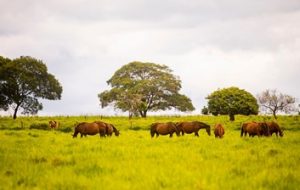 Governo Do Estado Faz Alerta Sobre Febre Maculosa ABC Em OFF