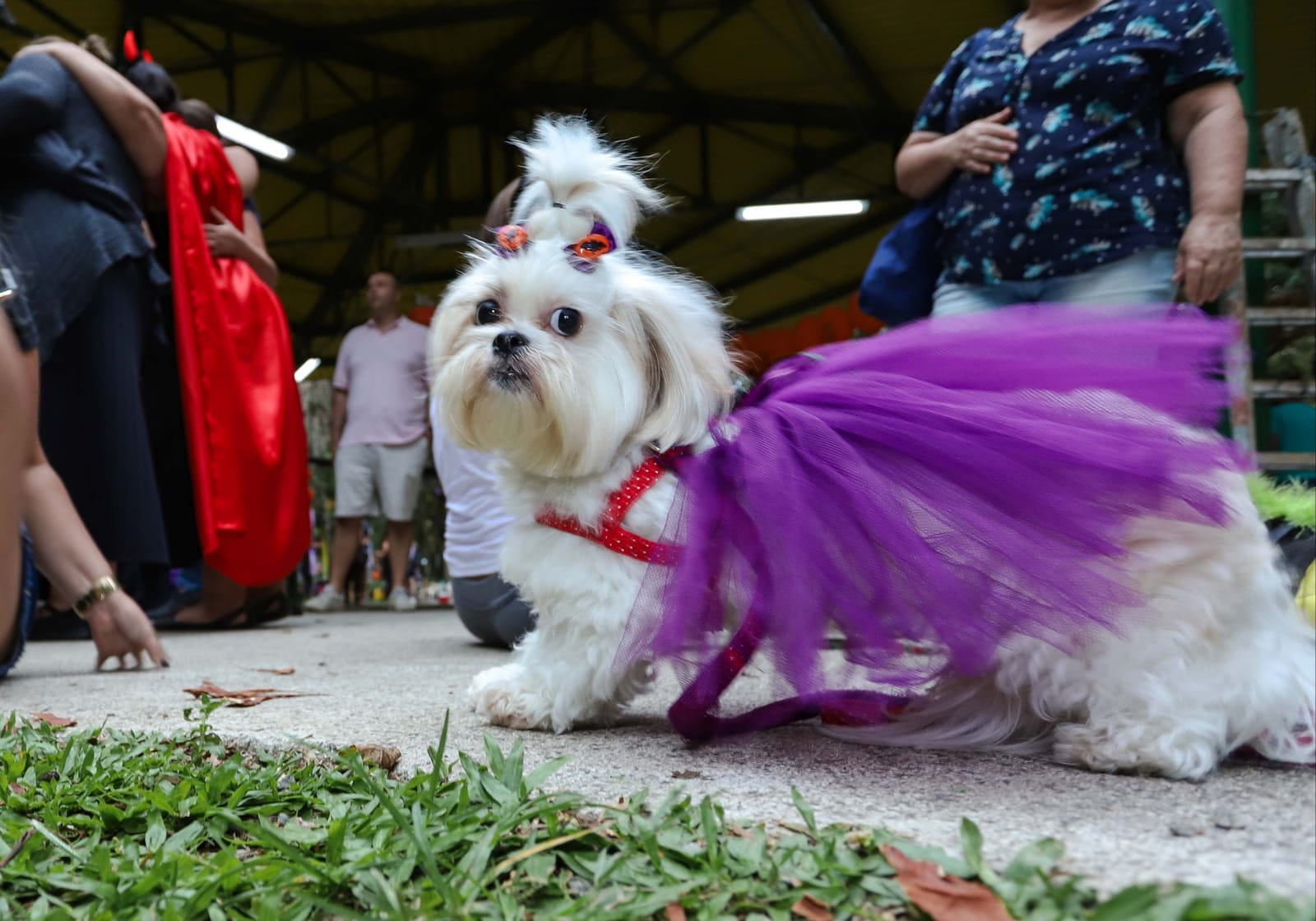 Sábado de folia teve retorno de Ivete, saída do Ilê Aiyê e mais